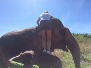 Hvordan komme opp på en elefant med stil og eleganse: 1...
